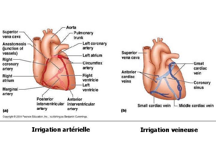 Irrigation artérielle Irrigation veineuse 