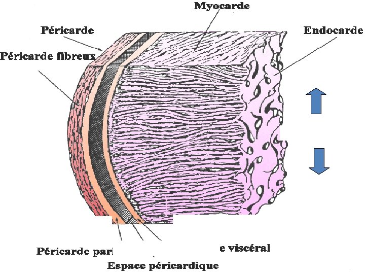 Cavité du coeur (Lame pariétale du péricarde séreux) Lame viscérale du péricarde séreux: épicarde