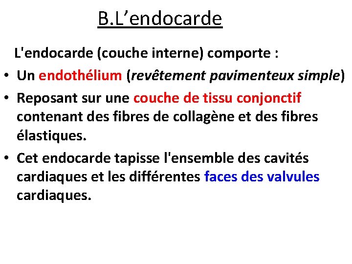 B. L’endocarde L'endocarde (couche interne) comporte : • Un endothélium (revêtement pavimenteux simple) •