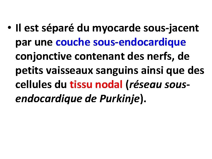  • Il est séparé du myocarde sous-jacent par une couche sous-endocardique conjonctive contenant