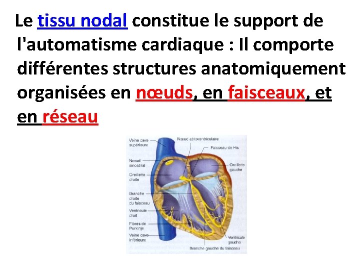  Le tissu nodal constitue le support de l'automatisme cardiaque : Il comporte différentes