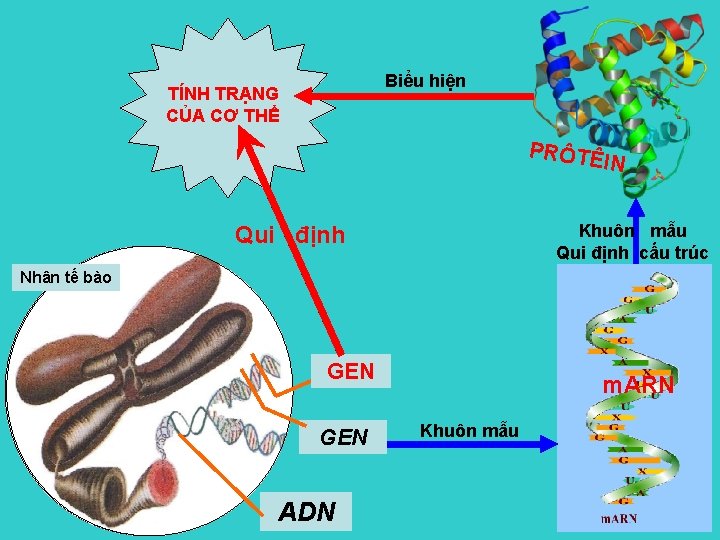 Biểu hiện TÍNH TRẠNG CỦA CƠ THỂ PRÔTÊ IN Khuôn mẫu Qui định cấu