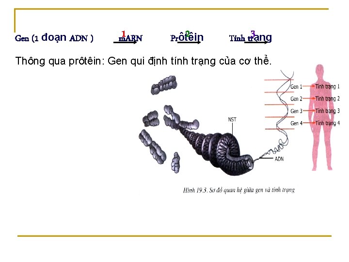 Gen (1 đoạn ADN ) 1 m. ARN 2 Prôtêin Tính tr 3ạng Thông
