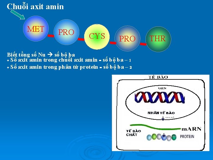 Chuỗi axit amin MET PRO CYS PRO Biết tổng số Nu số bộ ba