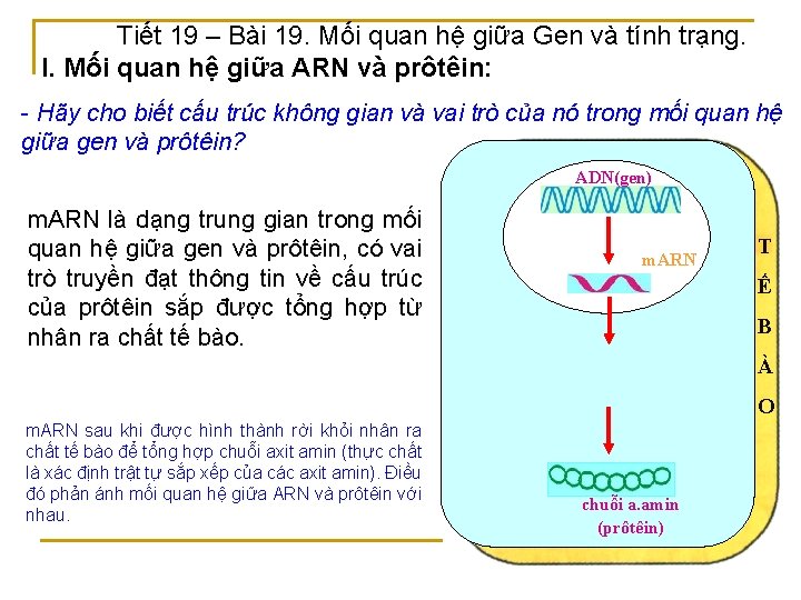 Tiết 19 – Bài 19. Mối quan hệ giữa Gen và tính trạng. I.
