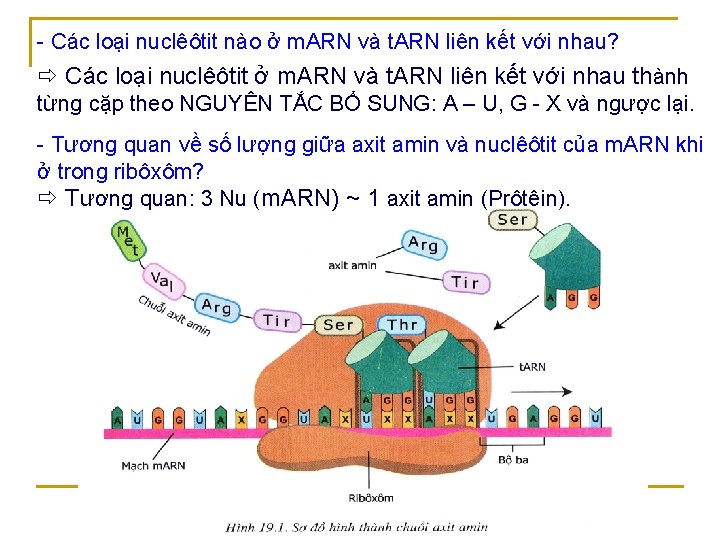 - Các loại nuclêôtit nào ở m. ARN và t. ARN liên kết với