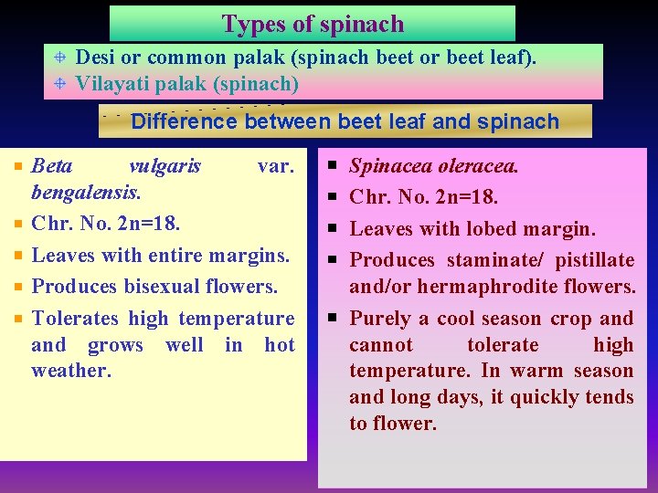 Types of spinach Desi or common palak (spinach beet or beet leaf). Vilayati palak
