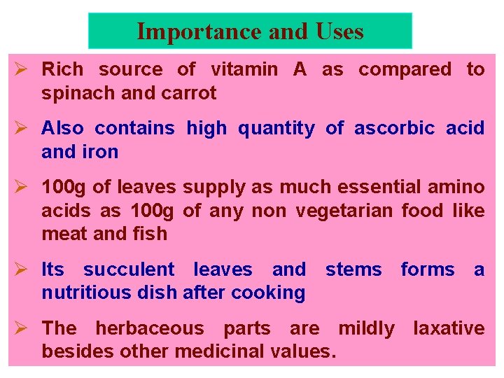 Importance and Uses Ø Rich source of vitamin A as compared to spinach and