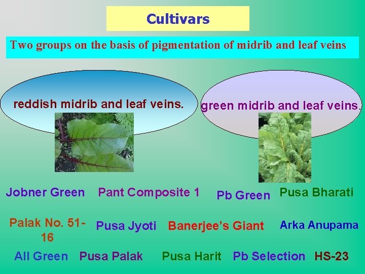 Cultivars Two groups on the basis of pigmentation of midrib and leaf veins reddish