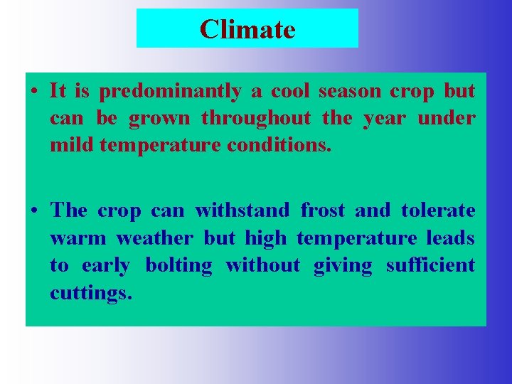 Climate • It is predominantly a cool season crop but can be grown throughout