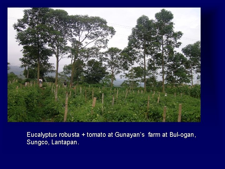 Eucalyptus robusta + tomato at Gunayan’s farm at Bul-ogan, Sungco, Lantapan. 