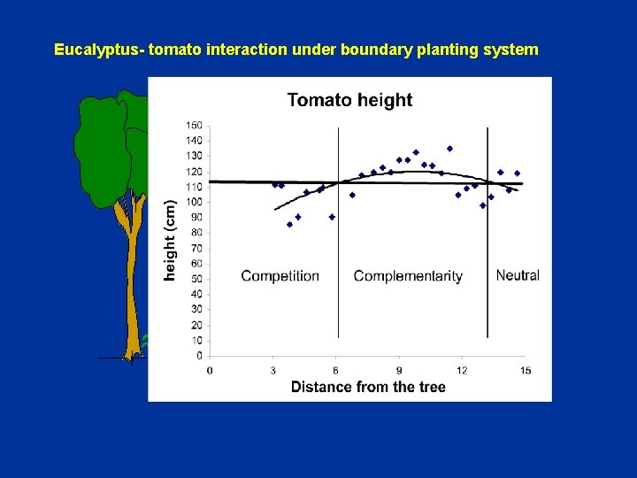 Eucalyptus- tomato interaction under boundary planting system D 