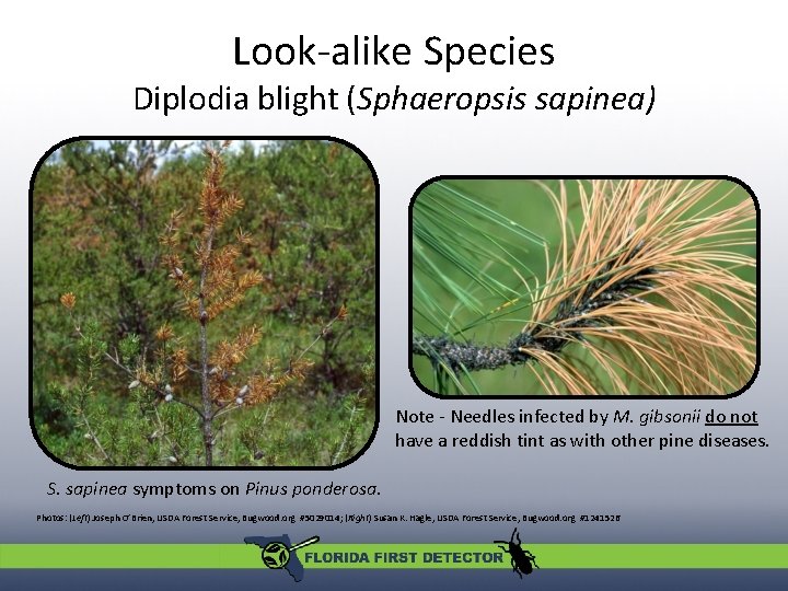 Look-alike Species Diplodia blight (Sphaeropsis sapinea) Note - Needles infected by M. gibsonii do