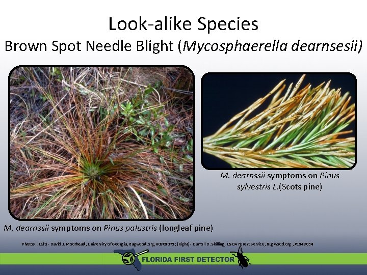 Look-alike Species Brown Spot Needle Blight (Mycosphaerella dearnsesii) M. dearnssii symptoms on Pinus sylvestris