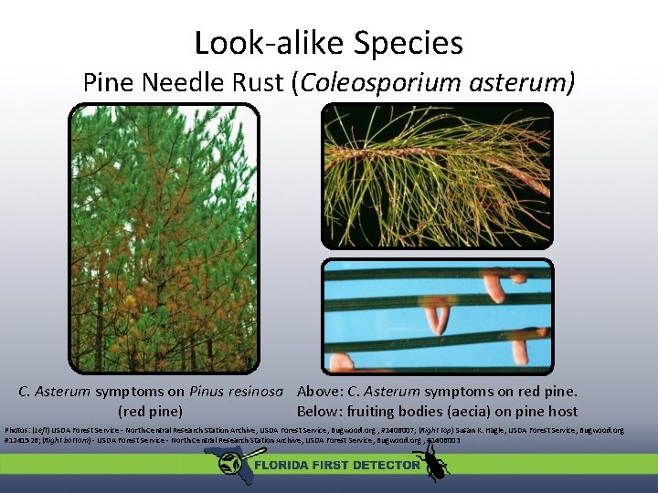 Look-alike Species Pine Needle Rust (Coleosporium asterum) C. Asterum symptoms on Pinus resinosa Above: