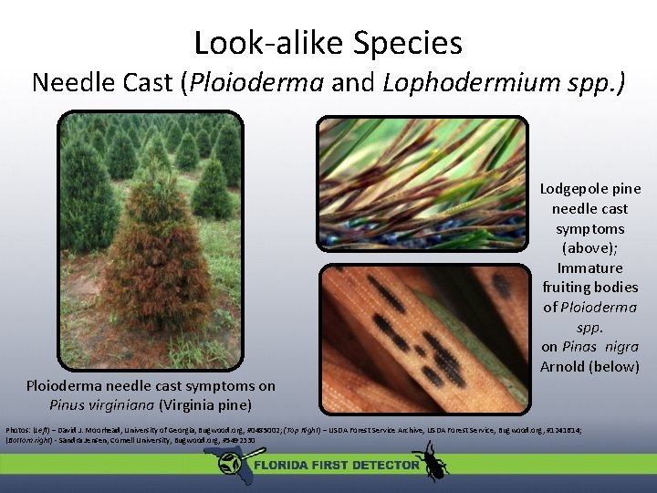 Look-alike Species Needle Cast (Ploioderma and Lophodermium spp. ) Ploioderma needle cast symptoms on