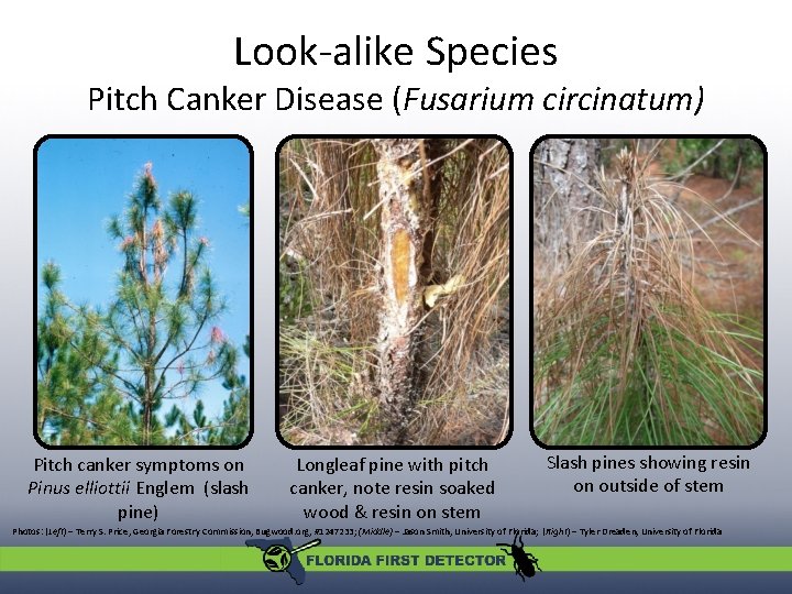 Look-alike Species Pitch Canker Disease (Fusarium circinatum) Pitch canker symptoms on Pinus elliottii Englem