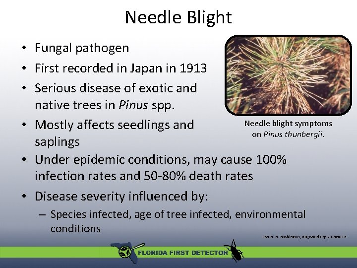 Needle Blight • Fungal pathogen • First recorded in Japan in 1913 • Serious