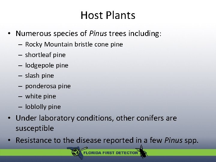 Host Plants • Numerous species of Pinus trees including: – – – – Rocky