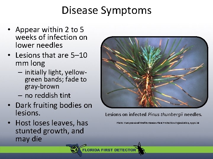 Disease Symptoms • Appear within 2 to 5 weeks of infection on lower needles