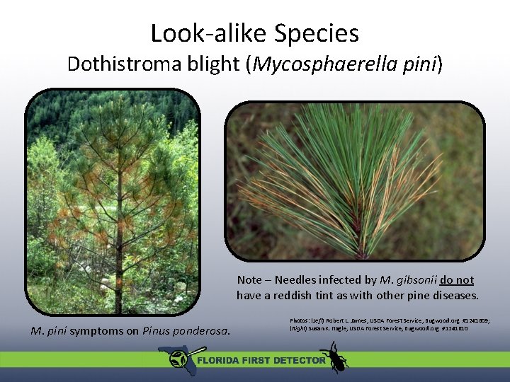 Look-alike Species Dothistroma blight (Mycosphaerella pini) Note – Needles infected by M. gibsonii do