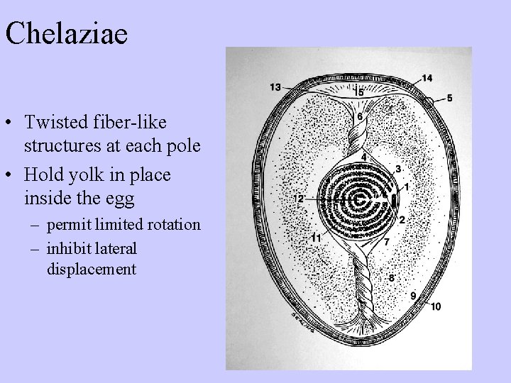 Chelaziae • Twisted fiber-like structures at each pole • Hold yolk in place inside