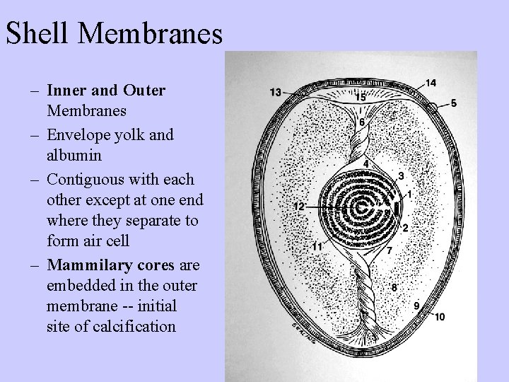 Shell Membranes – Inner and Outer Membranes – Envelope yolk and albumin – Contiguous