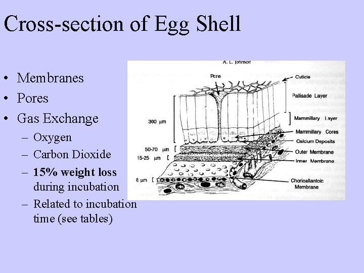 Cross-section of Egg Shell • Membranes • Pores • Gas Exchange – Oxygen –