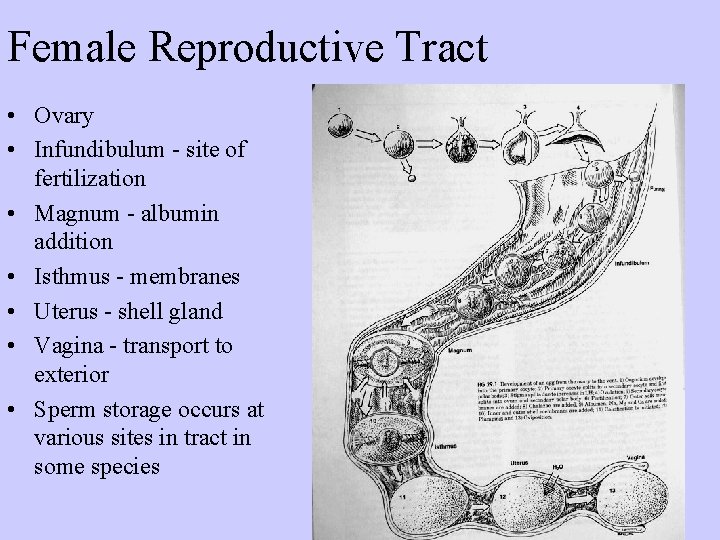 Female Reproductive Tract • Ovary • Infundibulum - site of fertilization • Magnum -