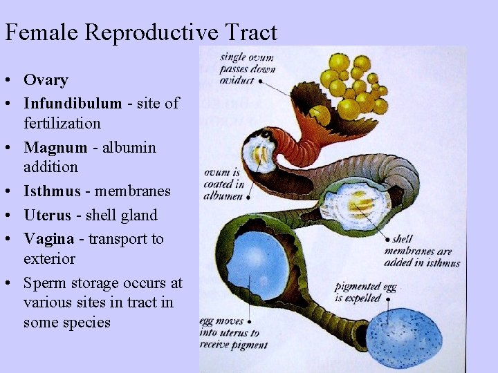 Female Reproductive Tract • Ovary • Infundibulum - site of fertilization • Magnum -