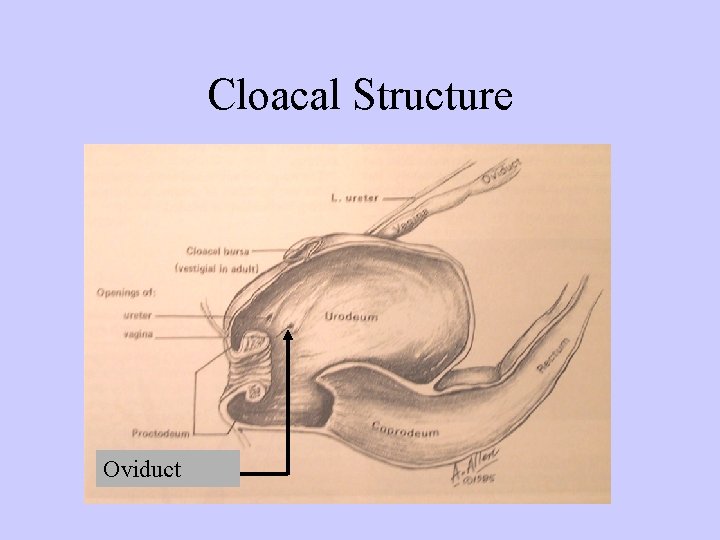 Cloacal Structure Oviduct 