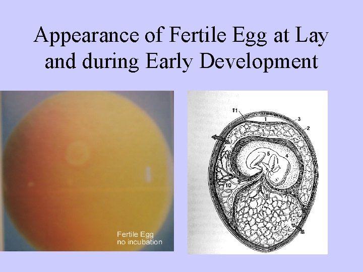 Appearance of Fertile Egg at Lay and during Early Development 