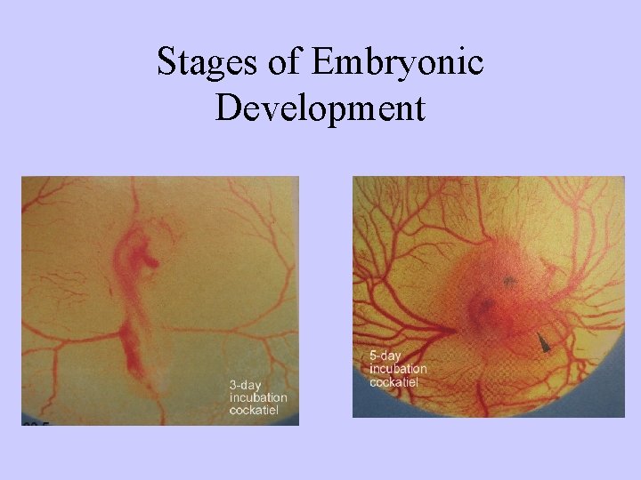 Stages of Embryonic Development 