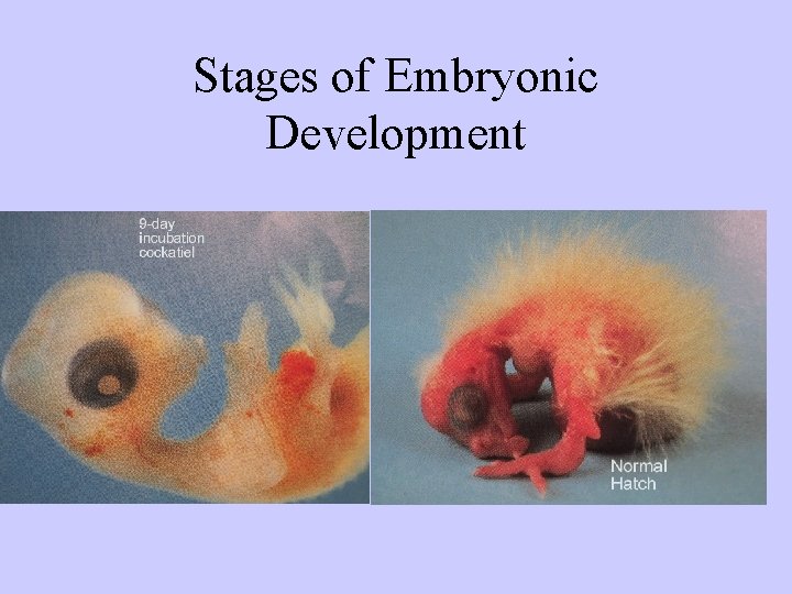 Stages of Embryonic Development 