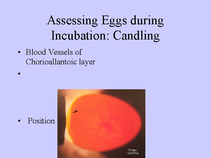 Assessing Eggs during Incubation: Candling • Blood Vessels of Chorioallantoic layer • • Position