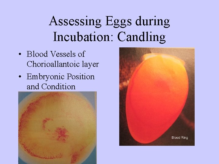 Assessing Eggs during Incubation: Candling • Blood Vessels of Chorioallantoic layer • Embryonic Position