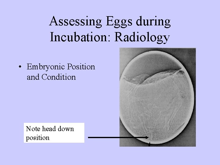 Assessing Eggs during Incubation: Radiology • Embryonic Position and Condition Note head down position