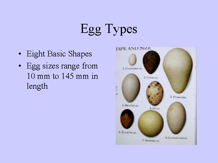 Egg Types • Eight Basic Shapes • Egg sizes range from 10 mm to