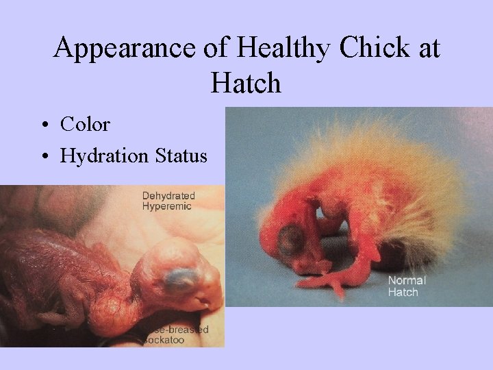 Appearance of Healthy Chick at Hatch • Color • Hydration Status 