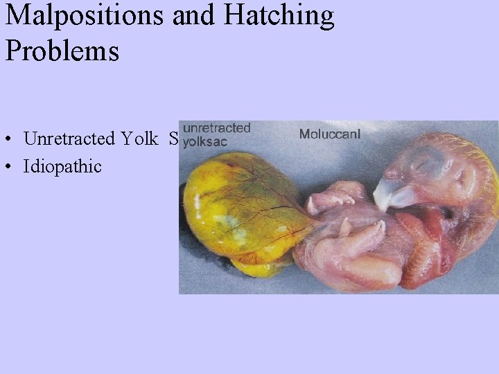 Malpositions and Hatching Problems • Unretracted Yolk Sacs • Idiopathic 