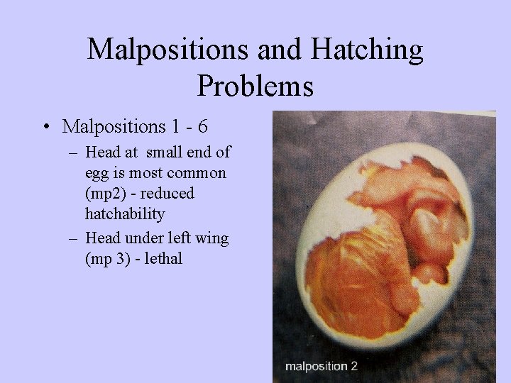 Malpositions and Hatching Problems • Malpositions 1 - 6 – Head at small end