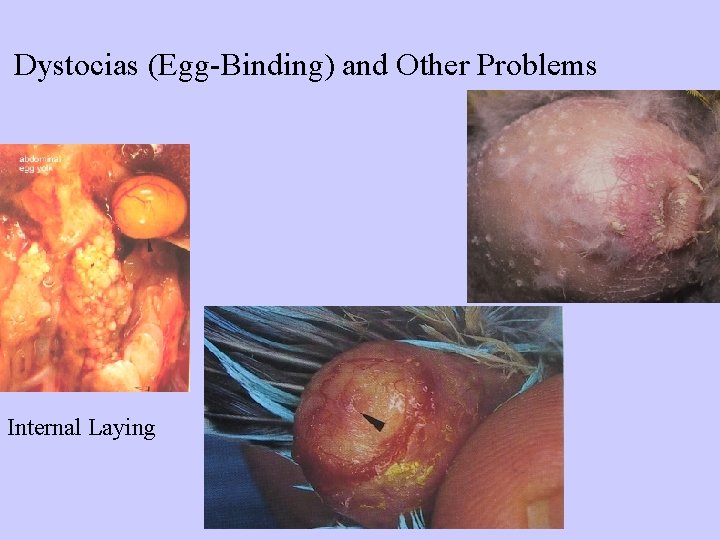 Dystocias (Egg-Binding) and Other Problems Internal Laying 