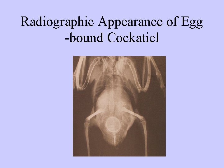 Radiographic Appearance of Egg -bound Cockatiel 