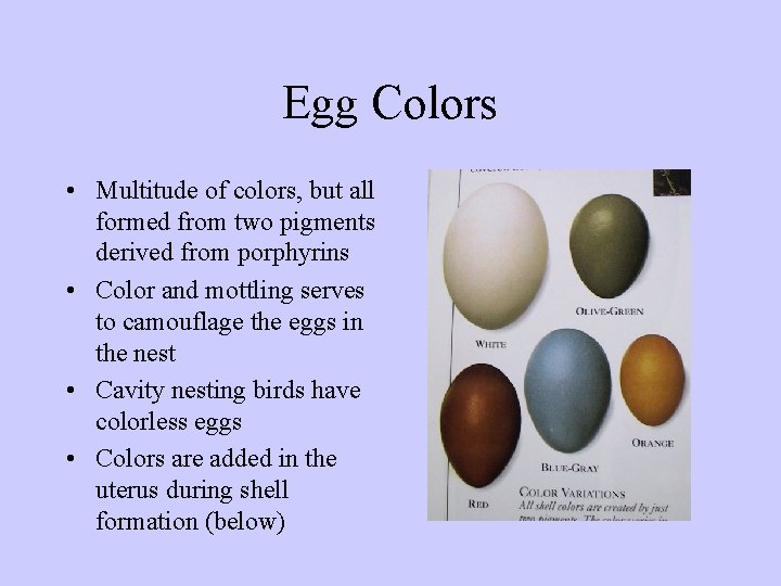 Egg Colors • Multitude of colors, but all formed from two pigments derived from