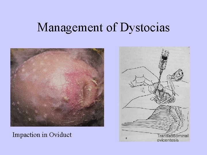 Management of Dystocias Impaction in Oviduct 