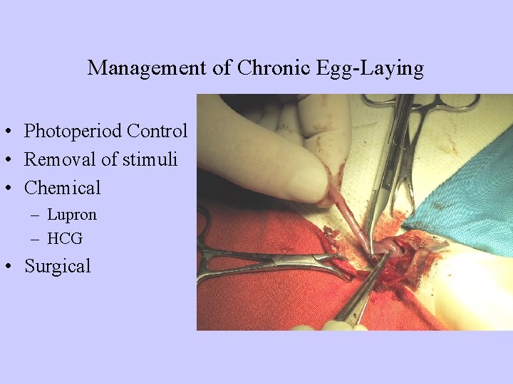 Management of Chronic Egg-Laying • Photoperiod Control • Removal of stimuli • Chemical –