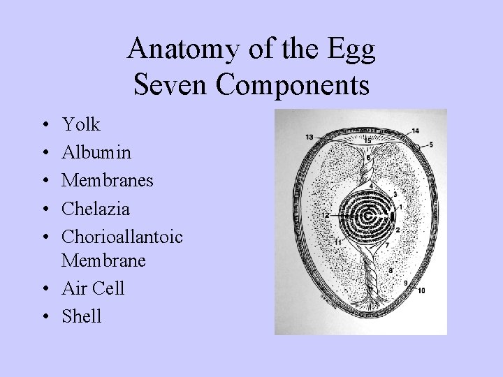 Anatomy of the Egg Seven Components • • • Yolk Albumin Membranes Chelazia Chorioallantoic