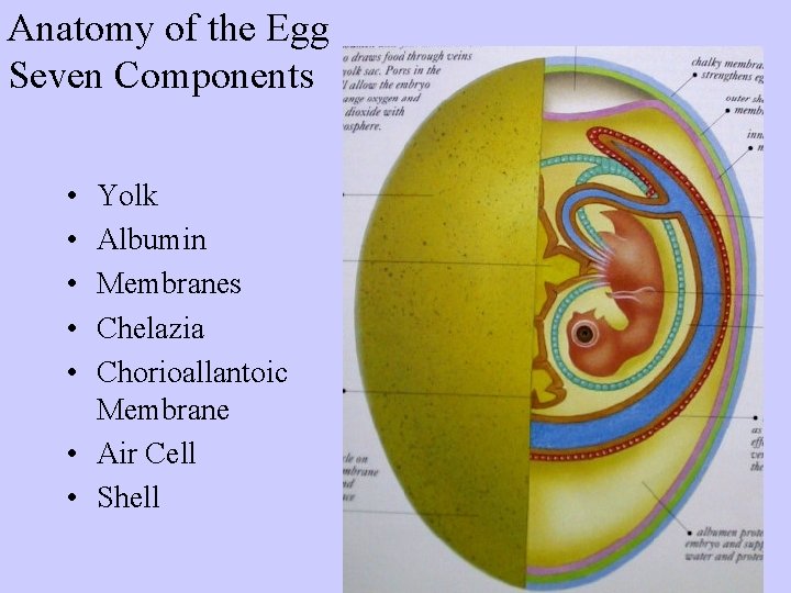 Anatomy of the Egg Seven Components • • • Yolk Albumin Membranes Chelazia Chorioallantoic