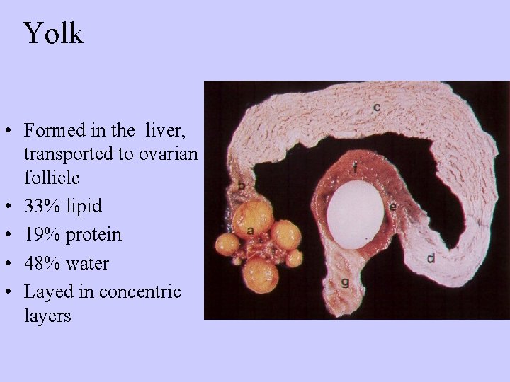 Yolk • Formed in the liver, transported to ovarian follicle • 33% lipid •