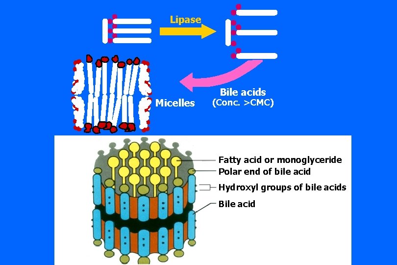 Lipase Micelles Bile acids (Conc. >CMC) Fatty acid or monoglyceride Polar end of bile Lipase Micelles Bile acids (Conc. >CMC) Fatty acid or monoglyceride Polar end of bile